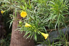 Thevetia Peruviana Blumensamen zur Aussaat leuchtend tropisch Blüten