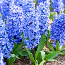 Blau Hyacinth Blumensamen zur Aussaat – Schnitt Blume beliebt – Traditionssorte & ohne Gentechnik Samen Hausgarten