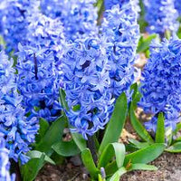 Blau Hyacinth Blumensamen zur Aussaat – Schnitt Blume beliebt – Traditionssorte & ohne Gentechnik Samen Hausgarten