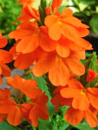 Orange Marmalade Blumensamen zur Aussaat – Schnitt Blume beliebt – Traditionssorte & ohne Gentechnik Samen Hausgarten