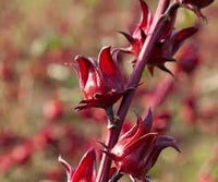 Australian Rosella Hibiskus Blumensamen zur Aussaat – farbenfroh Schau – Traditionssorte & ohne Gentechnik Samen Hausgarten