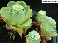 Grün Aeonium Greenovia Blumensamen zur Aussaat – saisonal Dauerblüher – Traditionssorte & ohne Gentechnik Samen Hausgarten