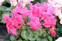 Alpenveilchen hell Rosa Blumensamen zur Aussaat – Garten beliebt – Traditionssorte & ohne Gentechnik Samen Hausgarten