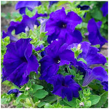 Graines de pétunia Blue Phantom à semer, fleurs annuelles éclatantes