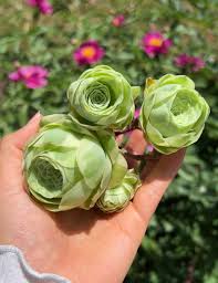 Grün Aeonium Greenovia Blumensamen zur Aussaat – saisonal Dauerblüher – Traditionssorte & ohne Gentechnik Samen Hausgarten