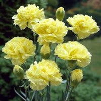 Gelb Lila Nelke Blumensamen Blumensamen zur Aussaat – lang Blüte Saison – Traditionssorte & ohne Gentechnik Samen Hausgarten