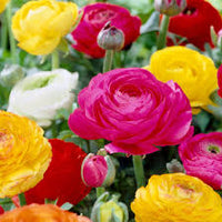 Rosa Weiß Ranunculus Blumensamen zur Aussaat – Garten beliebt – Traditionssorte & ohne Gentechnik Samen Hausgarten