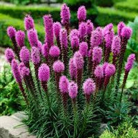 Rosa Blazing Stars Blumensamen zur Aussaat – Wildblume Mischung – Traditionssorte & ohne Gentechnik Samen Hausgarten