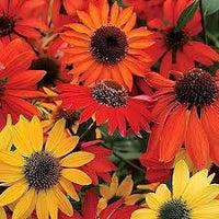 Kastanienrot Coneflower Blumensamen zur Aussaat – lang Blüte Saison – Traditionssorte & ohne Gentechnik Samen Hausgarten