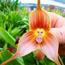 Braun Monkey Orchidee Blumensamen zur Aussaat – robust Sorte – Traditionssorte & ohne Gentechnik Samen Hausgarten
