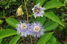 Lila Passiflora Blumensamen zur Aussaat – sonnenliebend – Traditionssorte & ohne Gentechnik Samen Hausgarten