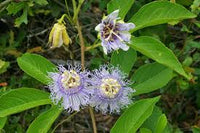 Lila Passiflora Blumensamen zur Aussaat – sonnenliebend – Traditionssorte & ohne Gentechnik Samen Hausgarten