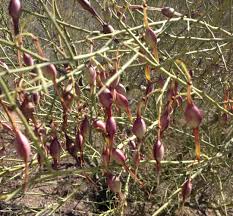 Desert Ironwood Baum Samen – Traditionssorte ohne Gentechnik Samen Hausgarten Aussaat