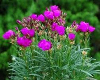 Rot Stein Purslane Ruby Tuesday or Calandrinia Blumensamen zur Aussaat – Schnitt Blume beliebt – Traditionssorte & ohne Gentechnik Samen Hausgarten
