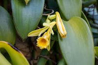 Vanilla Orchidee Blumensamen zur Aussaat – Anzucht – Traditionssorte & ohne Gentechnik Samen Hausgarten