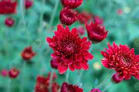 Rot Chrysantheme Blumensamen zur Aussaat – Schnitt Blume beliebt – Traditionssorte & ohne Gentechnik Samen Hausgarten