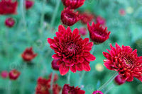 Rot Chrysantheme Blumensamen zur Aussaat – Schnitt Blume beliebt – Traditionssorte & ohne Gentechnik Samen Hausgarten