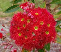 Rosa Corymbia Ficifolia Blumensamen zur Aussaat – Schnitt Blume beliebt – Traditionssorte & ohne Gentechnik Samen Hausgarten