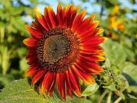 Sonnenblumen Samen Evening Sun Red