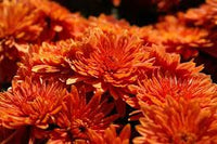 hell Orange Chrysantheme Blumensamen zur Aussaat – Anzucht – Traditionssorte & ohne Gentechnik Samen Hausgarten