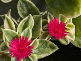 Aptenia Cordifolia Blumensamen zur Aussaat – saisonal Dauerblüher – Traditionssorte & ohne Gentechnik Samen Hausgarten