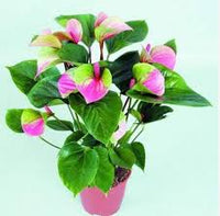 "Rosa Andraeanu Blumensamen zur Aussaat – kompakt Wuchs – Traditionssorte & ohne Gentechnik Samen Hausgarten