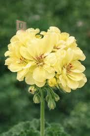 hell Gelb Geraniums Blumensamen zur Aussaat – kompakt Wuchs – Traditionssorte & ohne Gentechnik Samen Hausgarten