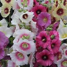 Gemischt Stockrose Blumensamen zur Aussaat – Drought verträglich – Traditionssorte & ohne Gentechnik Samen Hausgarten