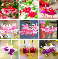 Fuchsie Blumensamen zur Aussaat – leuchtend – Traditionssorte & ohne Gentechnik Samen Hausgarten