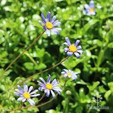 Blau Felicia Blumensamen zur Aussaat – lang Blüte Saison – Traditionssorte & ohne Gentechnik Samen Hausgarten
