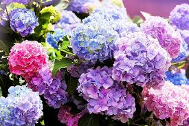 Lavendel Hortensie Blumensamen zur Aussaat – ideal Rabatten – Traditionssorte & ohne Gentechnik Samen Hausgarten