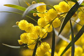 Gelb Wattle Blumensamen zur Aussaat – duftend Blüten – Traditionssorte & ohne Gentechnik Samen Hausgarten