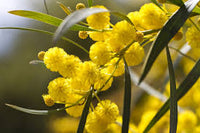 Gelb Wattle Blumensamen zur Aussaat – duftend Blüten – Traditionssorte & ohne Gentechnik Samen Hausgarten