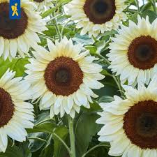 Sonnenblume Weiß Blumensamen zur Aussaat – lang Blüte Saison – Traditionssorte & ohne Gentechnik Samen Hausgarten