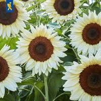 Sonnenblume Weiß Blumensamen zur Aussaat – lang Blüte Saison – Traditionssorte & ohne Gentechnik Samen Hausgarten