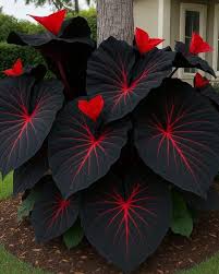 Schwarz Caladium Blumensamen zur Aussaat – Wildblume Mischung – Traditionssorte & ohne Gentechnik Samen Hausgarten
