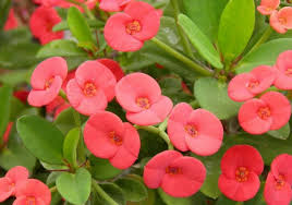 tief Rot Euphorbia Milii Blumensamen zur Aussaat – Bestäuber freundlich – Traditionssorte & ohne Gentechnik Samen Hausgarten