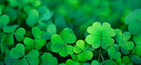 Irish Clover Shamrock Samen – Traditionssorte ohne Gentechnik Blumen Garten Aussaat