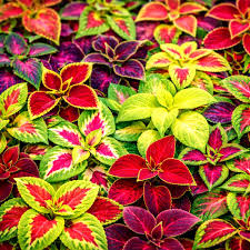 Gemischt Buntnessel Samen Blumensamen zur Aussaat – Bestäuber freundlich – Traditionssorte & ohne Gentechnik Samen Hausgarten