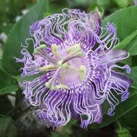 Lila Passiflora Blumensamen zur Aussaat – sonnenliebend – Traditionssorte & ohne Gentechnik Samen Hausgarten