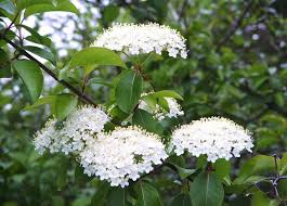Weiß Arrowwood Blumensamen zur Aussaat – Anzucht – Traditionssorte & ohne Gentechnik Samen Hausgarten