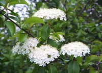 Weiß Arrowwood Blumensamen zur Aussaat – Anzucht – Traditionssorte & ohne Gentechnik Samen Hausgarten