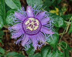 Lila Passiflora Blumensamen zur Aussaat – sonnenliebend – Traditionssorte & ohne Gentechnik Samen Hausgarten