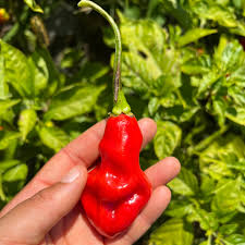 Trinidad Pimento Capsicum chinense Pepper Samen zum Pflanzen in Garden