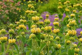 Jerusalem Sage Gelb Blumensamen zur Aussaat leuchtend und Aromatic Blüten