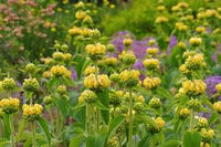 Jerusalem Sage Gelb Blumensamen zur Aussaat leuchtend und Aromatic Blüten