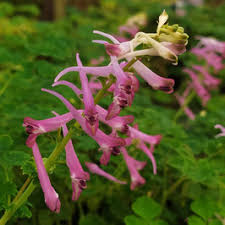 Rosa Corydalis Blumensamen zur Aussaat – sonnenliebend – Traditionssorte & ohne Gentechnik Samen Hausgarten