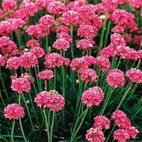 Armeria Blumensamen zur Aussaat – Landhaus Garten wichtig – Traditionssorte & ohne Gentechnik Samen Hausgarten