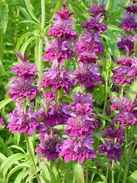 Lila Monarda Punctata Blumensamen zur Aussaat – Halbschatten verträglich – Traditionssorte & ohne Gentechnik Samen Hausgarten