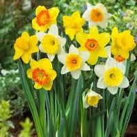 Weiß Daffodils Blumensamen zur Aussaat – farbenfroh Schau – Traditionssorte & ohne Gentechnik Samen Hausgarten